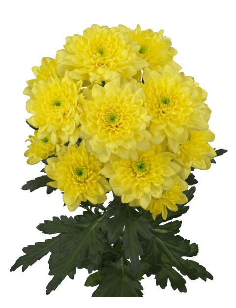 tr altaj yellow tak