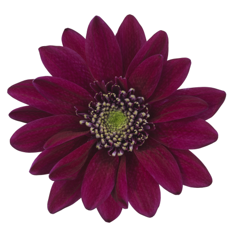 tr bolte purple bloem
