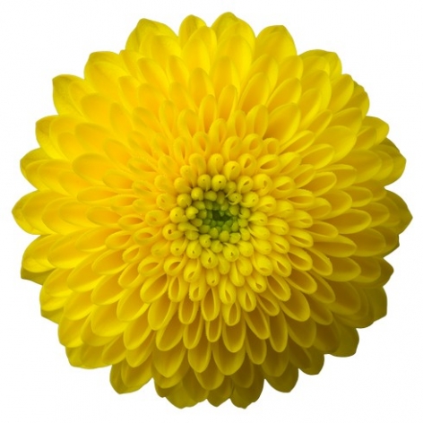 Aurinko santini geel chrysant bloem