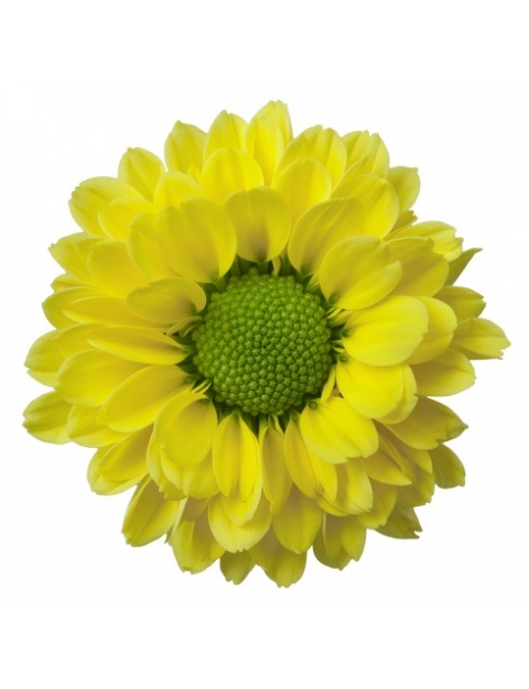 Aviso santini geel chrysant bloem