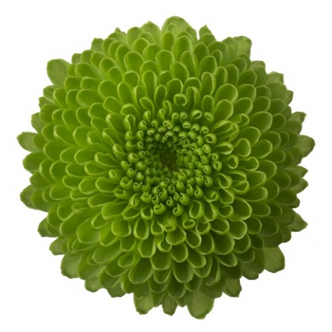 Code Green tros groen chrysant bloem