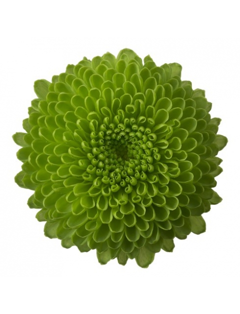 Code Green tros groen chrysant bloem
