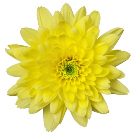 Euro Sunny tros geel chrysant bloem