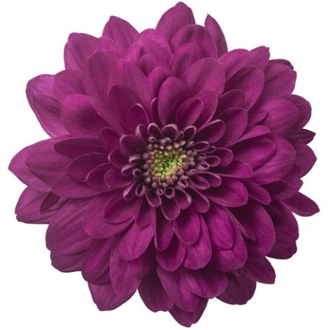 Exopolis Purple tros paars chrysant bloem hr