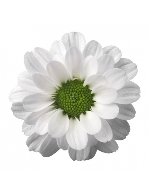 Krissi White santinit wit bloem