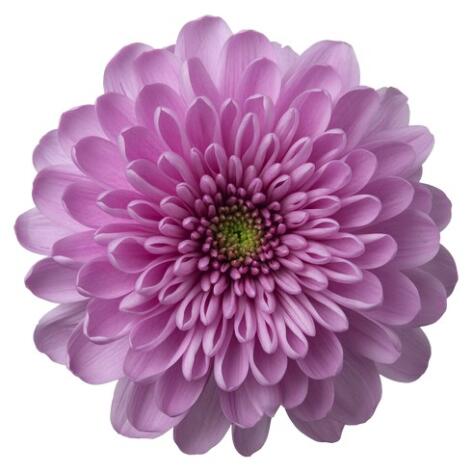 Ksenia pluis roze chrysant bloem