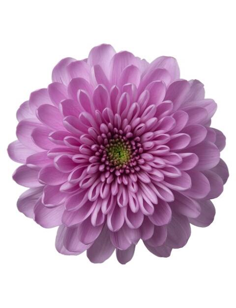 Ksenia pluis roze chrysant bloem