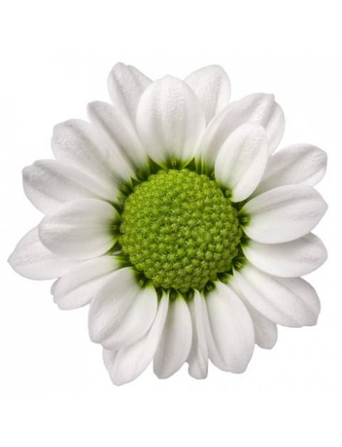 Lindi White santini wit chrysant bloem