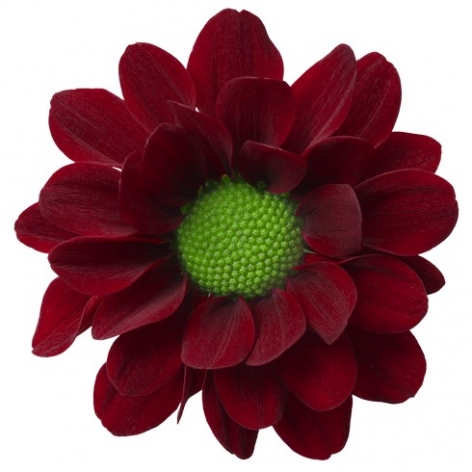 Marek santini rood chrysant bloem