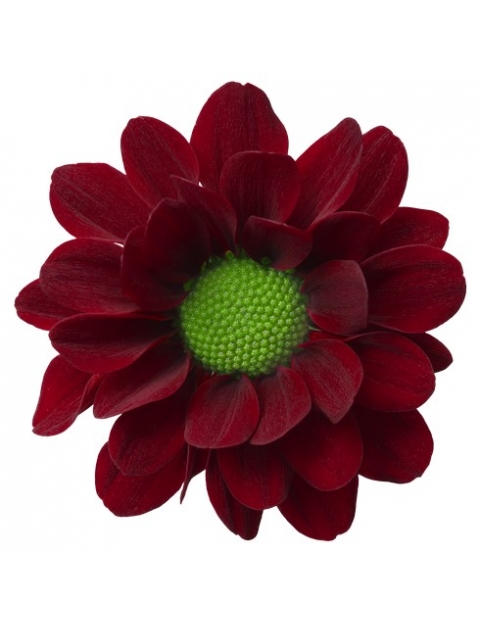 Marek santini rood chrysant bloem