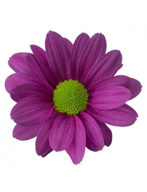 Memphis Dark tros purple chrysant bloem