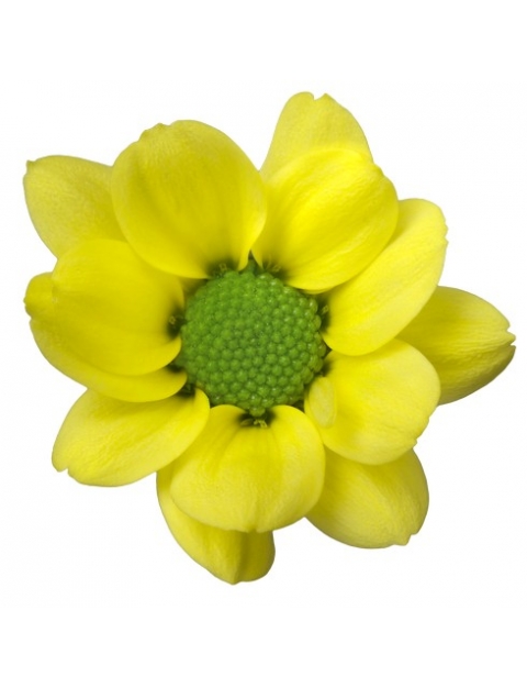 Ringa Yellow santini geel chrysant bloem