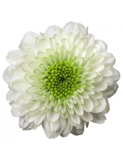 Solange santini wit chrysant bloem