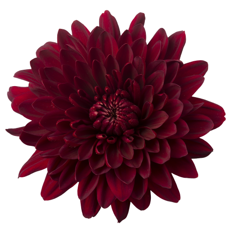 Velvet Red rood chrysant bloem