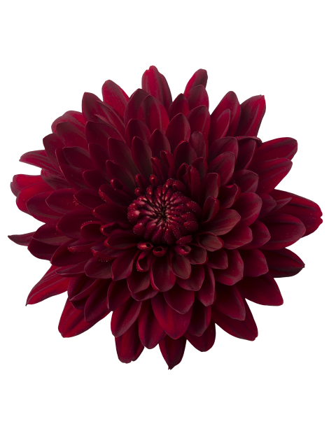 Velvet Red rood chrysant bloem