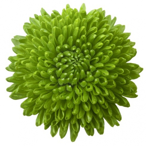 Whatsapp tros groen chrysant bloem