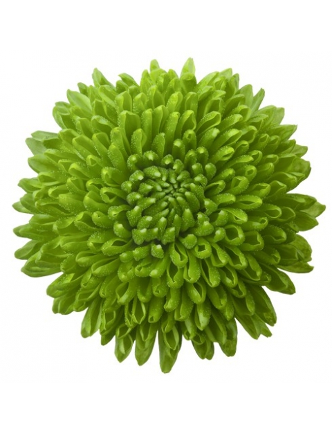 Whatsapp tros groen chrysant bloem