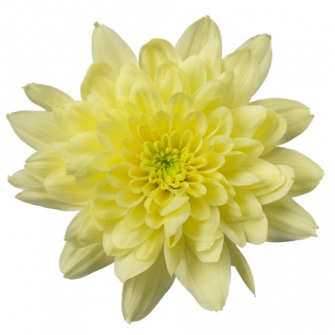 Zehnya Cream tros geel chrysant bloem