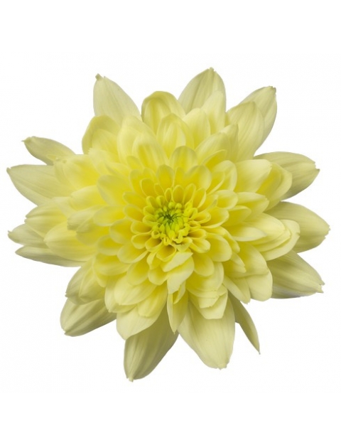 Zehnya Cream tros geel chrysant bloem