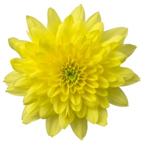 Zehnya Sunny tros geel chrysant bloem