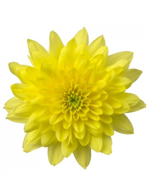 Zehnya Sunny tros geel chrysant bloem