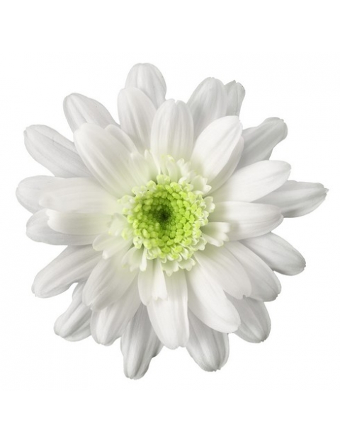 florella tros wit chrysant bloem hr
