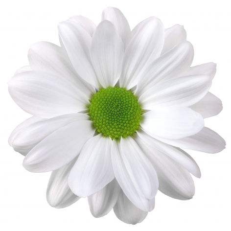 tr paperwhite bloem