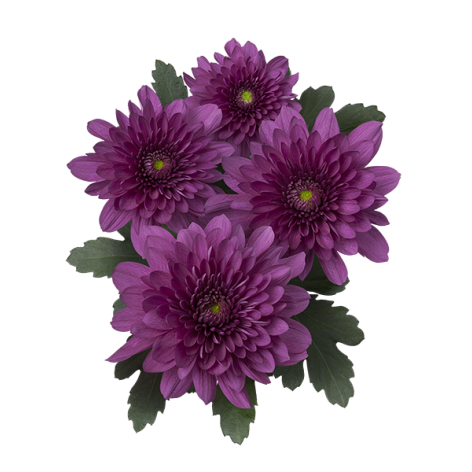 sp podolsk purple 01 vrijstaand