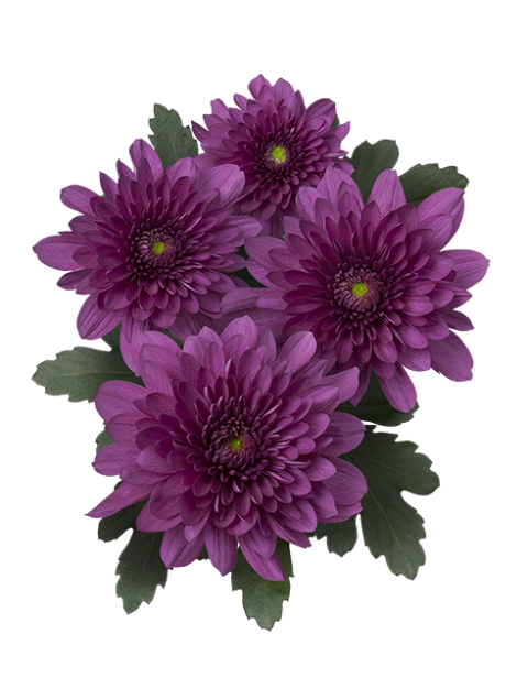 sp podolsk purple 01 vrijstaand